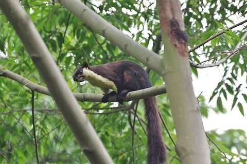 Black giant squirrel (Ratufa bicolor) Royal Manas National Park, Bhutan. May 3, 2015. Bhutan,Black giant squirrel,Geotagged,Ratufa bicolor,Spring