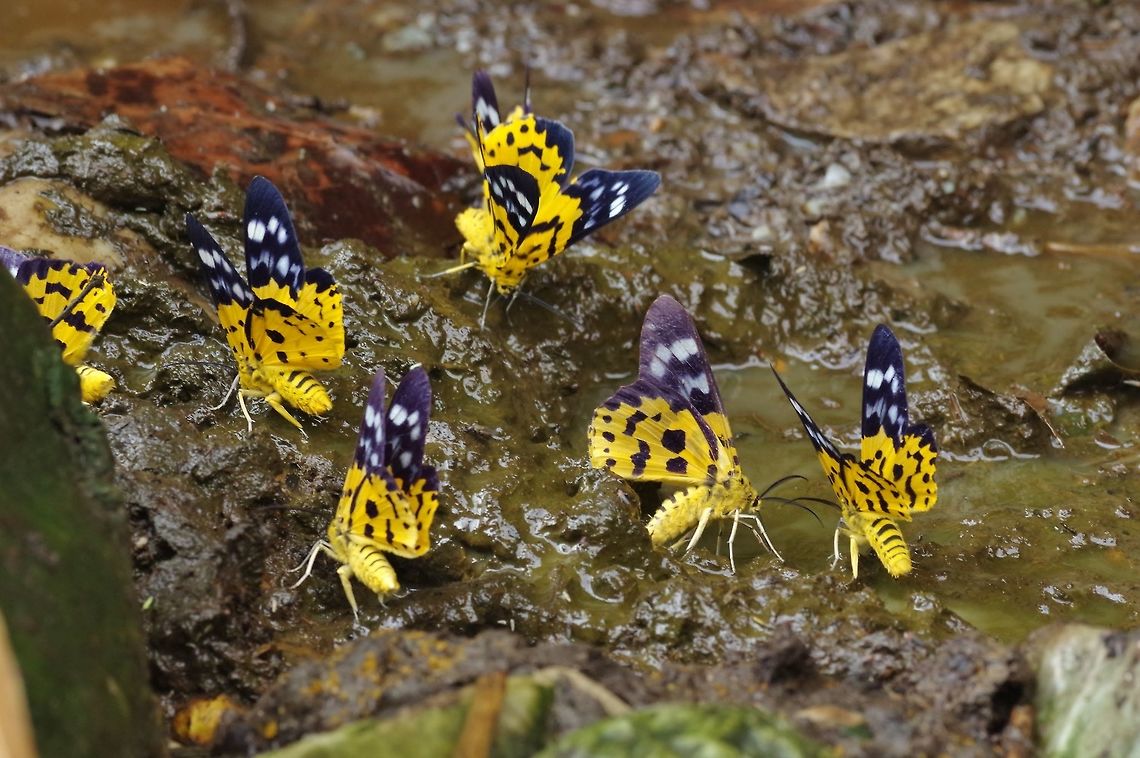 Dysphania militaris (Geometridae) Pantang camp, Royal Manas NP, Bhutan. May 4, 2015 Bhutan,Dysphania militaris,Geotagged,Spring