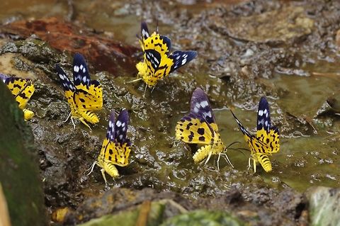 Dysphania militaris (Geometridae) Pantang camp, Royal Manas NP, Bhutan. May 4, 2015 Bhutan,Dysphania militaris,Geotagged,Spring