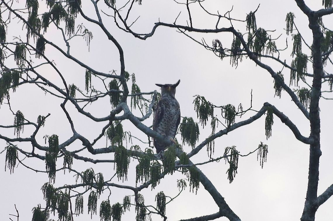 Spot-bellied eagle-owl (Bubo nipalensis) Panbang, Zhemgang province, Bhutan. May 4, 2015 Bhutan,Bubo nipalensis,Geotagged,Spot-bellied eagle-owl,Spring