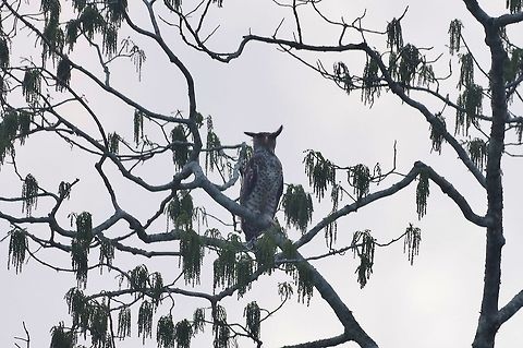 Spot-bellied eagle-owl (Bubo nipalensis) Panbang, Zhemgang province, Bhutan. May 4, 2015 Bhutan,Bubo nipalensis,Geotagged,Spot-bellied eagle-owl,Spring
