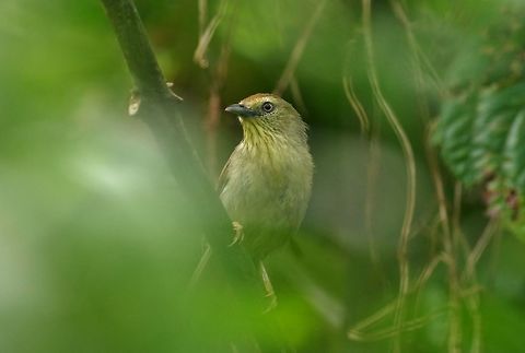 Pin-striped tit-babbler (Macronus gularis) Panbang, Zhemgang province, Bhutan. May 5, 2015 Bhutan,Geotagged,Macronus gularis,Pin-striped tit-babbler,Spring