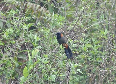 Rufous-necked laughingthrush (Garrulax ruficollis) Panbang, Zhemgang province, Bhutan. May 5, 2015. Bhutan,Garrulax ruficollis,Geotagged,Rufous-necked laughingthrush,Spring