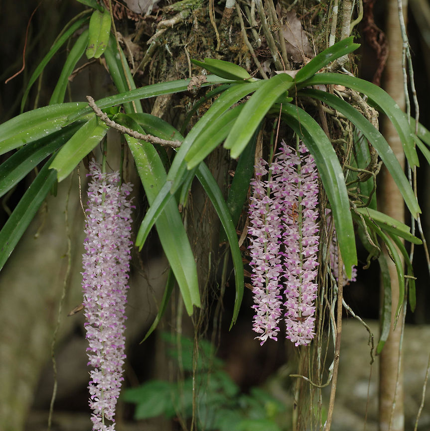 Aerides multiflorum (Orchidaceae) Pantang, Royal Manas NP, Bhutan. May 3, 2015 Aerides multiflora,Aerides multiflorum,Bhutan,Geotagged,Spring