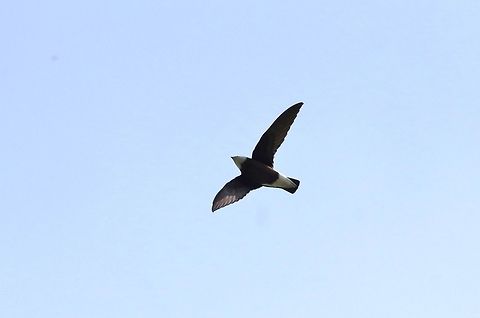 White-throated needletail (Hirundapus caudacutus) Dochu La Royal Botanic Park, Bhutan. May 8, 2015 Bhutan,Geotagged,Hirundapus caudacutus,Spring,White-throated needletail