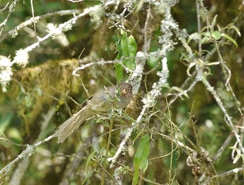 Brown parrotbill (Cholornis unicolor) Dochu La Royal Botanic Park, Bhutan. May 8, 2015 Bhutan,Brown parrotbill,Cholornis unicolor,Geotagged,Spring