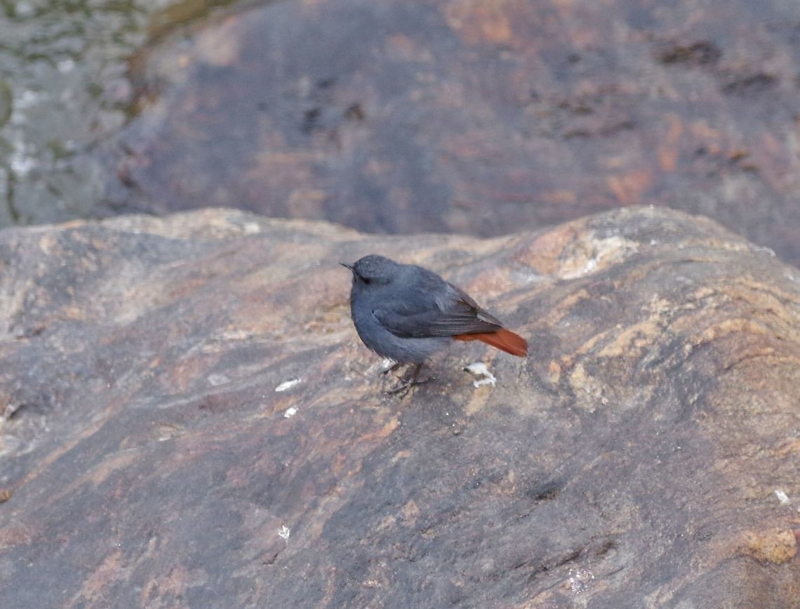 Plumbeous water redstart (Phoenicurus fuliginosu) Thimphu Chu, Bhutan. Apr 21, 2015. Bhutan,Geotagged,Phoenicurus fuliginosus,Plumbeous water redstart,Spring