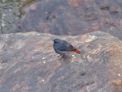 Plumbeous water redstart (Phoenicurus fuliginosu) Thimphu Chu, Bhutan. Apr 21, 2015. Bhutan,Geotagged,Phoenicurus fuliginosus,Plumbeous water redstart,Spring