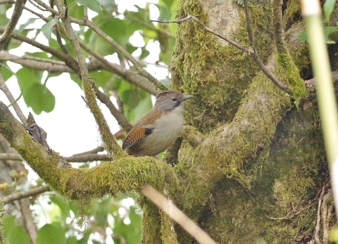 Hoary-throated barwing (Actinodura nipalensis) Dochu La Royal Botanic Park, Bhutan. Apr 22, 2015. Actinodura nipalensis,Bhutan,Geotagged,Hoary-throated barwing,Spring