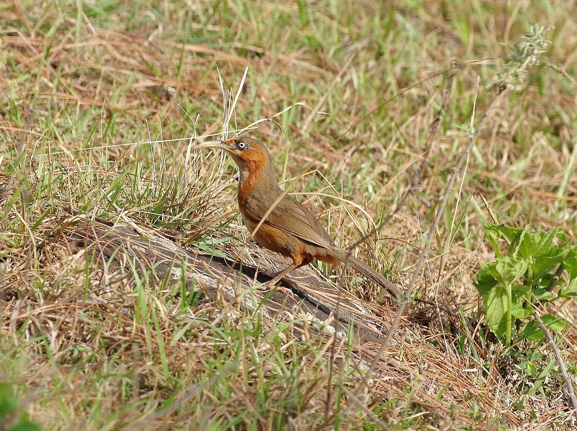 Rusty-cheeked scimitar-babbler (Pomatorhinus erythrogenys) Punakha, Bhutan. Apr 23, 2015. Bhutan,Geotagged,Pomatorhinus erythrogenys,Rusty-cheeked scimitar babbler,Spring