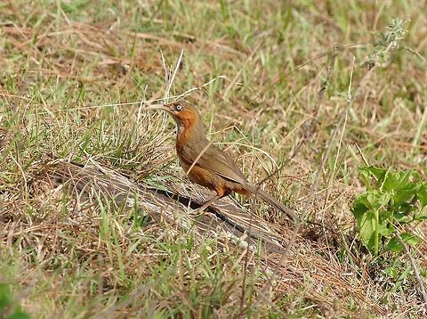 Rusty-cheeked scimitar-babbler (Pomatorhinus erythrogenys) Punakha, Bhutan. Apr 23, 2015. Bhutan,Geotagged,Pomatorhinus erythrogenys,Rusty-cheeked scimitar babbler,Spring