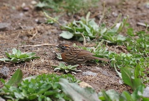Rufous-breasted accentor (Prunella strophiata) Jakar, Bumthang province, Bhutan. Apr 26, 2015. Bhutan,Geotagged,Prunella strophiata,Rufous-breasted accentor,Spring