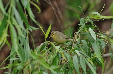 Tickell's leaf warbler (Phylloscopus affinis) Jakar, Bumthang province, Bhutan. Apr 26, 2015. Bhutan,Geotagged,Phylloscopus affinis,Spring,Tickell's leaf warbler
