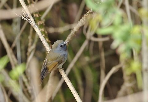 Rufous-gorgeted flycatche (Ficedula strophiata) Jakar, Bumthang province, Bhutan. Apr 26, 2015. Bhutan,Ficedula strophiata,Geotagged,Rufous-gorgeted flycatcher,Spring