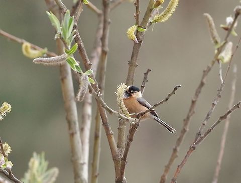 Black-browed bushtit (Aegithalos bonvaloti) Thrumshing La, Bhutan. Apr 28, 2015. Aegithalos bonvaloti,Bhutan,Black-browed bushtit,Geotagged,Spring