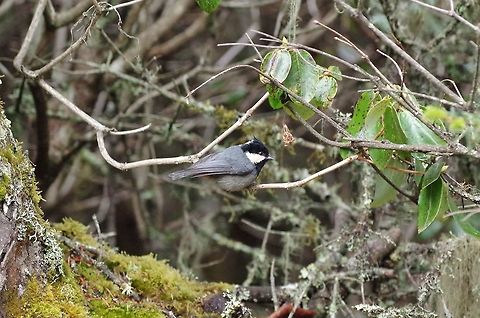 Rufous-vented Tit (Periparus rubidiventris) Thrumshing La, Bhutan. Apr 28, 2015. Bhutan,Geotagged,Periparus rubidiventris,Rufous-vented tit,Spring