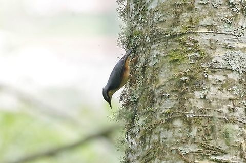 White-tailed nuthatch (Sitta himalayensis) Road south of Trongsa, Bhutan. May 1, 2015. Bhutan,Geotagged,Sitta himalayensis,Spring,White-tailed nuthatch