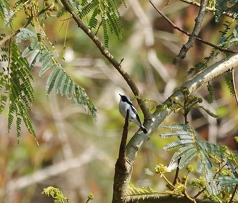 Little pied flycatcher (Ficedula westermanni) Dhakphel road, Zhemgang province, Bhutan. May 3, 2015. Bhutan,Ficedula westermanni,Geotagged,Little pied flycatcher,Spring