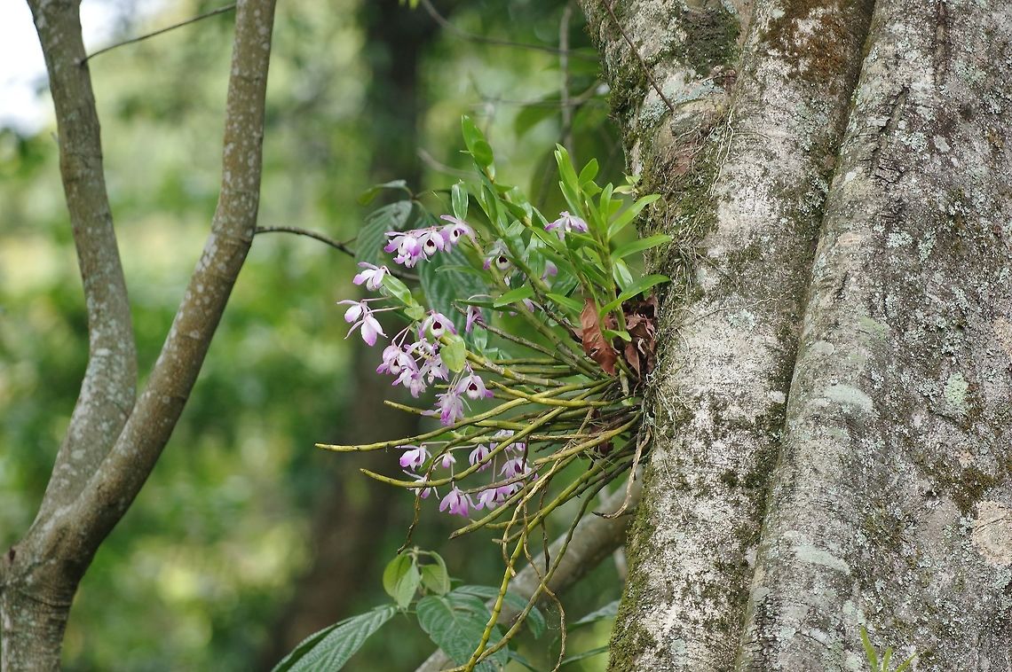 Dendrobium nobile (Orchidaceae) Gomphu eco-camp, Royal Manas NP, Bhutan. May 5, 2015. Bhutan,Dendrobium nobile,Geotagged,Spring