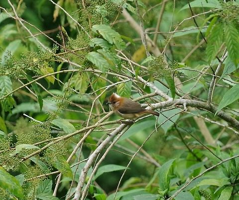 White-naped yuhina (Yuhina bakeri) Gomphu eco-camp, Royal Manas NP, Bhutan. May 5, 2015. Bhutan,Geotagged,Spring,White-naped yuhina,Yuhina bakeri