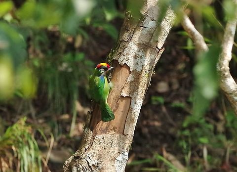 Golden-throated Barbet (Psilopogon franklinii) Dhakphel road, Zhemgang province, Bhutan. May 3, 2015 Bhutan,Geotagged,Golden-throated Barbet,Psilopogon franklinii,Spring