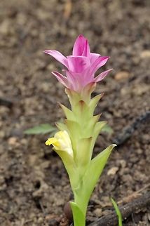 Curcuma aromatica (Zingiberaceae) road to Punakha, Bhutan. May 7, 2015. Bhutan,Curcuma aromatica,Geotagged,Spring