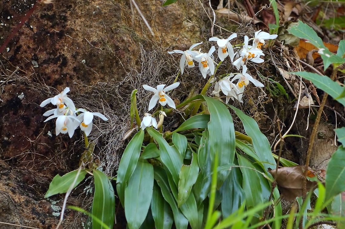 Coelogyne corymbosa (Orchidaceae) road to Punakha, Bhutan, May 7, 2015. Bhutan,Coelogyne corymbosa,Geotagged,Spring