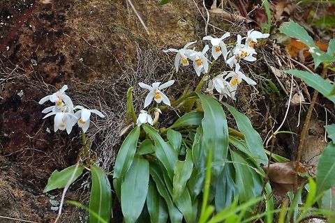 Coelogyne corymbosa (Orchidaceae) road to Punakha, Bhutan, May 7, 2015. Bhutan,Coelogyne corymbosa,Geotagged,Spring