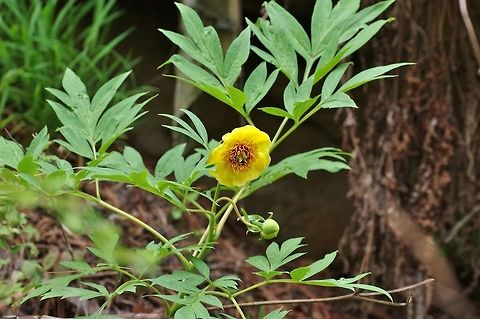 Paeonia delavayi (ex lutea) (Paeoniaceae) Membartsho, Bumthang province, Bhutan. Apr 27, 2015. Bhutan,Geotagged,Paeonia delavayi,Spring