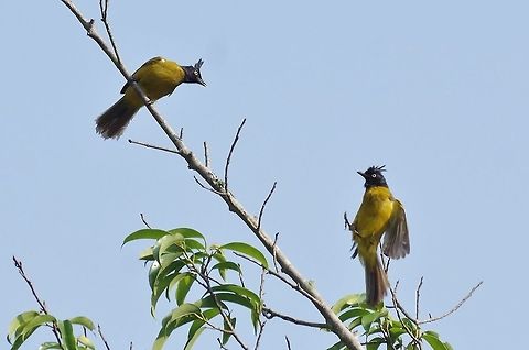 Black-crested bulbul (Pycnonotus flaviventris) Pantang camp, Royal Manas NP, Bhutan. May 4, 2015. Bhutan,Black-crested bulbul,Geotagged,Pycnonotus flaviventris,Spring