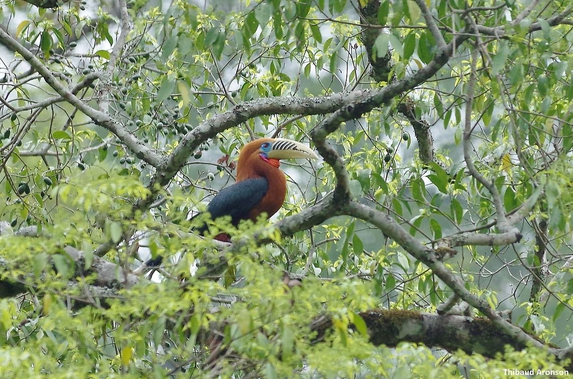 Rufous-necked hornbill (Aceros nipalensis) Road north of Zhemgang, Bhutan. May 1, 2015. Aceros nipalensis,Bhutan,Geotagged,Rufous-necked hornbill,Spring