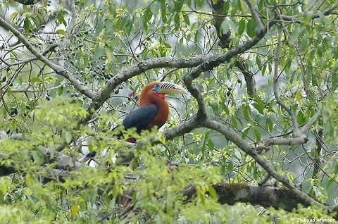 Rufous-necked hornbill (Aceros nipalensis) Road north of Zhemgang, Bhutan. May 1, 2015. Aceros nipalensis,Bhutan,Geotagged,Rufous-necked hornbill,Spring
