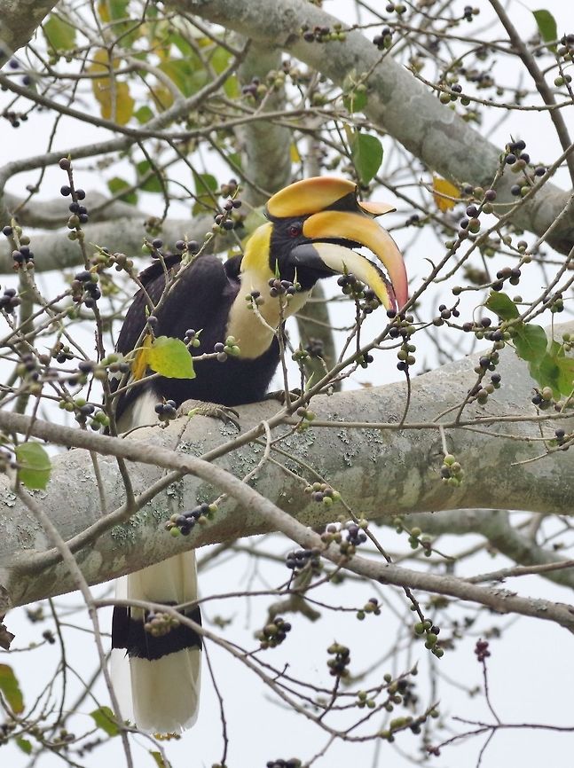 Great hornbill (Buceros bicornis) Road south of Wangdue Phodrang, Bhutan. May 7, 2015. Bhutan,Buceros bicornis,Geotagged,Great hornbill,Spring
