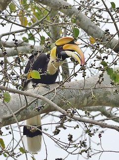 Great hornbill (Buceros bicornis) Road south of Wangdue Phodrang, Bhutan. May 7, 2015. Bhutan,Buceros bicornis,Geotagged,Great hornbill,Spring