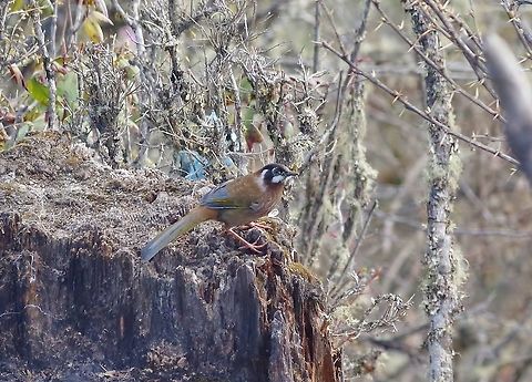 Black-faced laughingthrush (Trochalopteron affine) Chele La, Bhutan. May 10, 2015. Bhutan,Black-faced laughingthrush,Geotagged,Spring,Trochalopteron affine