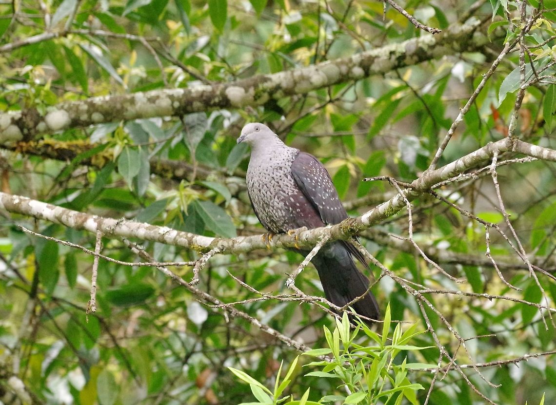 Speckled Wood-pigeon (Columba hodgsonii) Dochu La Royal Botanic Park, Bhutan. Apr 22, 2015. Bhutan,Columba hodgsonii,Geotagged,Speckled wood pigeon,Spring