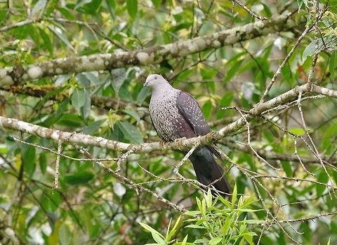 Speckled Wood-pigeon (Columba hodgsonii) Dochu La Royal Botanic Park, Bhutan. Apr 22, 2015. Bhutan,Columba hodgsonii,Geotagged,Speckled wood pigeon,Spring