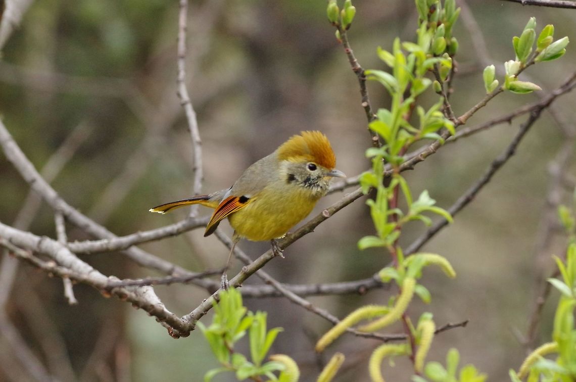 Chestnut-tailed Minla (Minla strigula) Sheytang La, Ura road, Bhutan. Apr 28, 2015. Bar-throated minla,Bhutan,Geotagged,Minla strigula,Spring