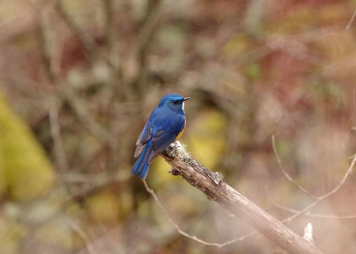 Himalayan bluetail (Tarsiger rufilatus) Sheytang La, Ura road, Bhutan. Apr 28, 2015. Bhutan,Geotagged,Himalayan bluetail,Spring,Tarsiger rufilatus