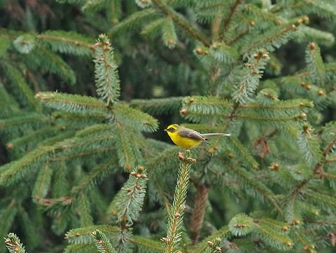 Yellow-bellied fairy-fantail (Chelidorhynx hypoxantha) Sheytang La, Ura road, Bhutan. Apr 28, 2015. Bhutan,Chelidorhynx hypoxantha,Geotagged,Spring,Yellow-bellied fantail