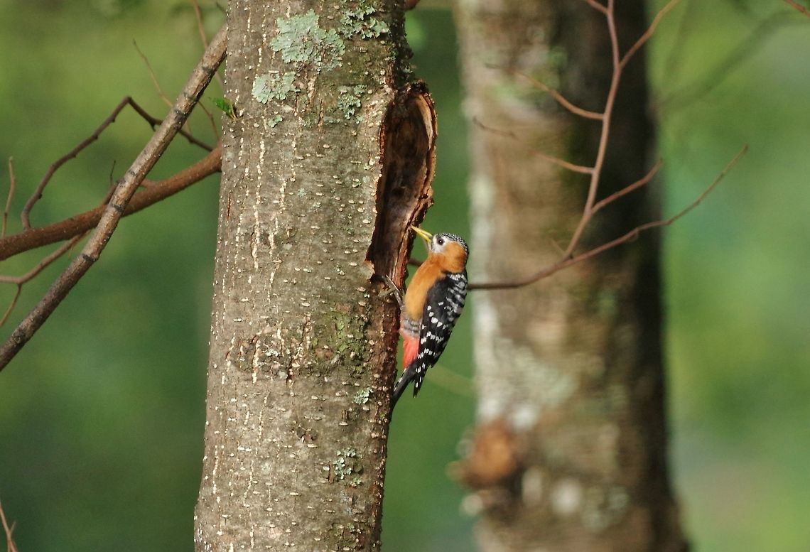 Rufous-bellied woodpecker (Dendrocopos hyperythrus) Trongsa, Bhutan. May 1, 2015. Bhutan,Dendrocopos hyperythrus,Geotagged,Spring,rufous-bellied woodpecker
