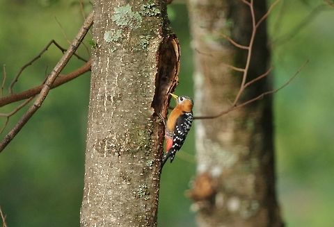 Rufous-bellied woodpecker (Dendrocopos hyperythrus) Trongsa, Bhutan. May 1, 2015. Bhutan,Dendrocopos hyperythrus,Geotagged,Spring,rufous-bellied woodpecker
