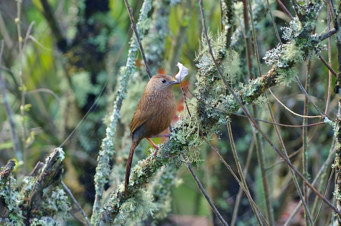 Bhutan laughingthrush (Trochalopteron imbricatum) Trongsa, Bhutan. May 1, 2015. Bhutan,Bhutan laughingthrush,Geotagged,Spring,Trochalopteron imbricatum