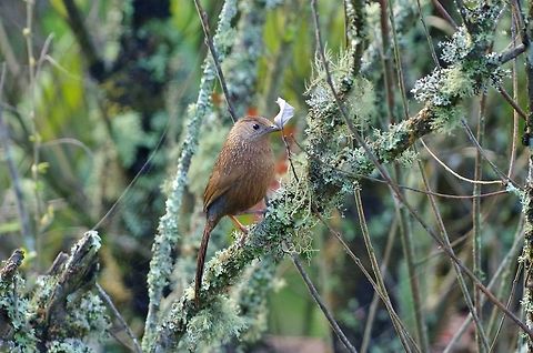 Bhutan laughingthrush (Trochalopteron imbricatum) Trongsa, Bhutan. May 1, 2015. Bhutan,Bhutan laughingthrush,Geotagged,Spring,Trochalopteron imbricatum