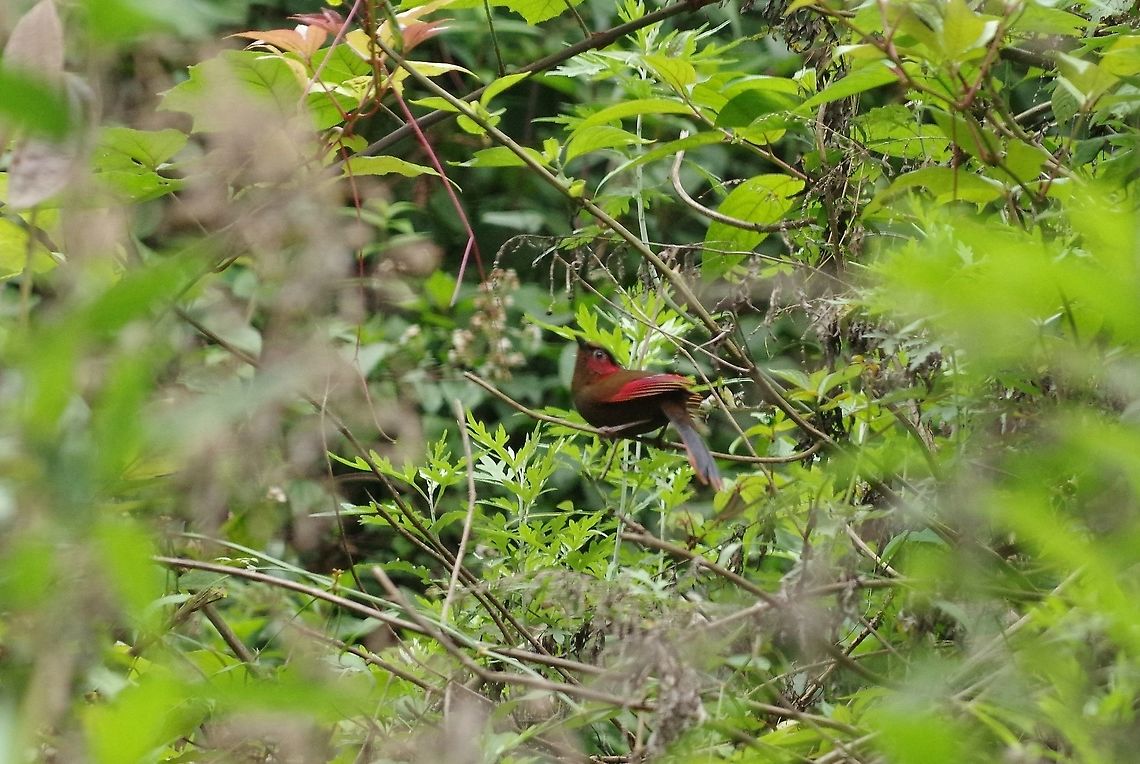 Red-faced liocichla (Liocichla phoenicea) Road north of Zhemgang, Bhutan. May 1, 2015. Bhutan,Geotagged,Liocichla phoenicea,Red-faced liocichla,Spring