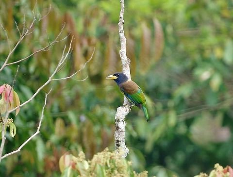 Great barbet (Psilopogon virens) Panbang eco-camp, Royal Manas NP, Bhutan. May 5, 2015. Bhutan,Geotagged,Psilopogon virens,Spring,great barbet