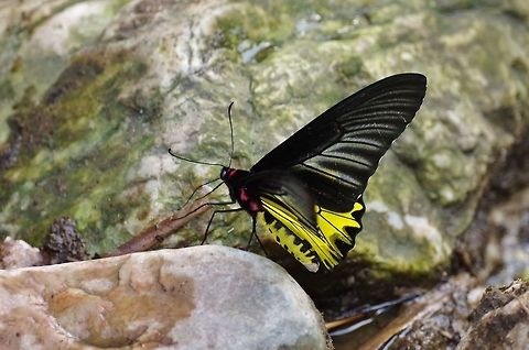 Troides helena spilotia (Papilionidae) Pantang eco-camp, Royal Manas NP, Bhutan. May 3, 2015. Bhutan,Common Birdwing,Geotagged,Spring,Troides helena