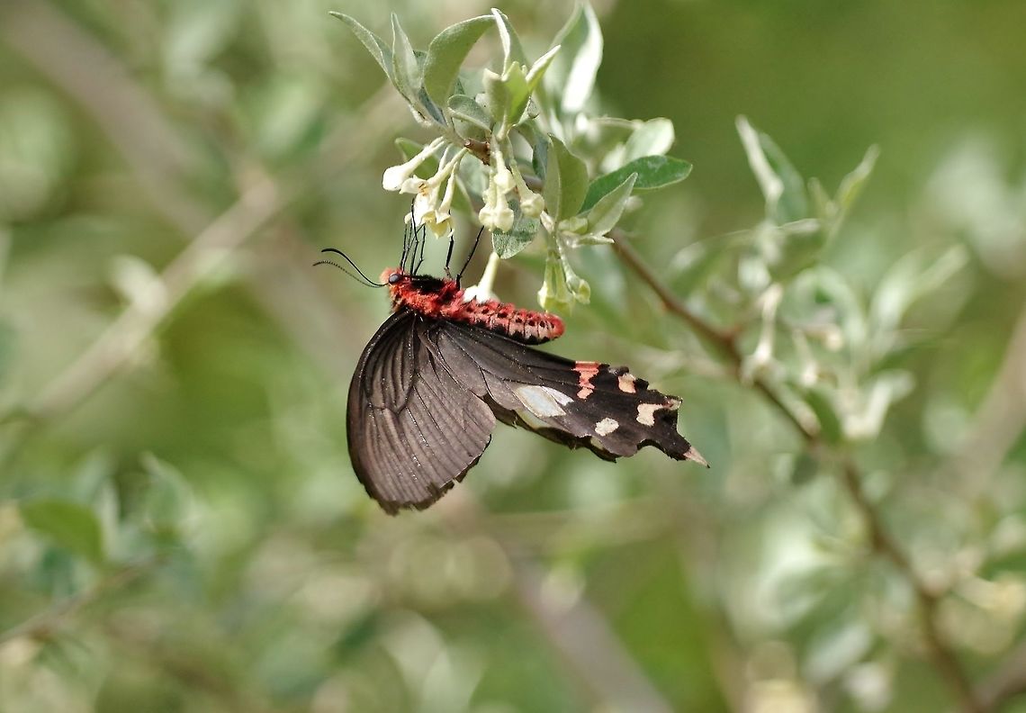 Byasa polyeuctes (Papilionidae) Trongsa, Bhutan. May 1, 2015. Bhutan,Byasa polyeuctes,Common Windmill,Geotagged,Spring