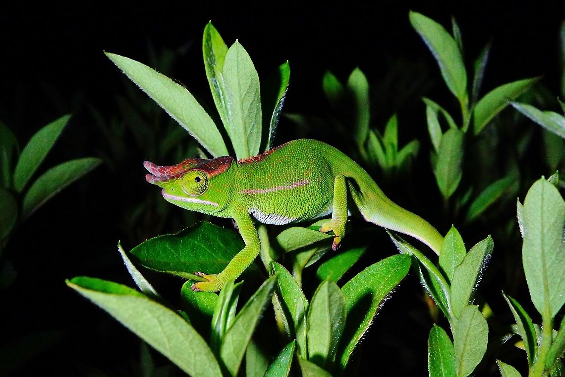 Furcifer willsii Feon&#039; ny ala hotel, Analamazoatra Reserve, Madagascar. Mar 25, 2013.<br />
 Fall,Furcifer willsii,Geotagged,Madagascar