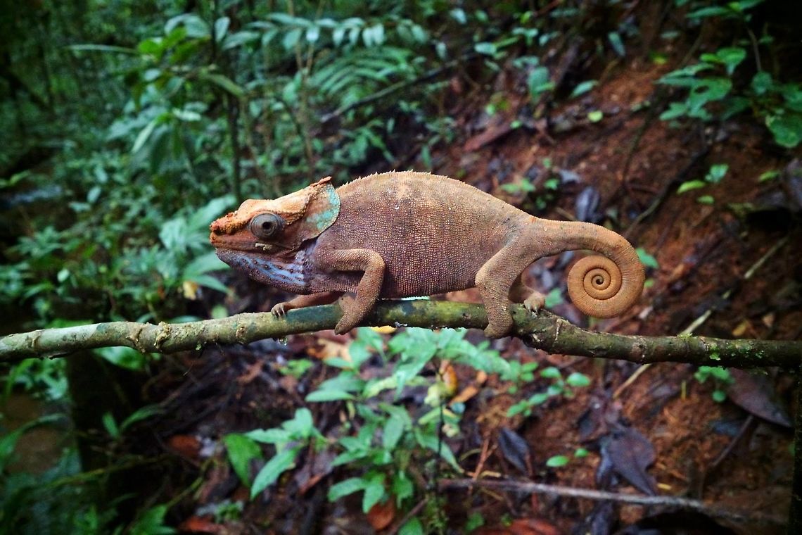 Calumma malthe Mantandia NP, Madagascar. Mar 27, 2015. Calumma malthe,Geotagged,Madagascar,calumma malthe